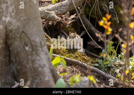 Der östliche Chippmunk ist Nagetierart, die im östlichen Nordamerika lebt Stockfoto