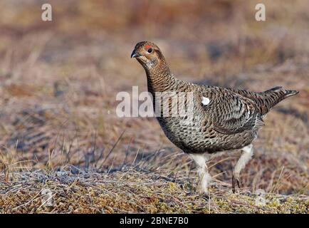 Weibliche Birkhuhn (Tetrao / Lyurus tetrix) beim Wandern, Utajarvi, Finnland, Mai. Stockfoto