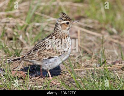 Waldlerche (lullula arborea) am Boden, Joensuu, Finnland, Juni. Stockfoto