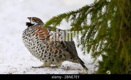 Männliches Haselhuhn (Tetrastes / Bonasa bonasia) Calling, Kuusamo, Finnland, April. Stockfoto
