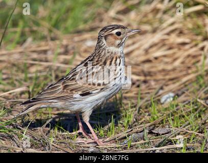 Waldlerche (lullula arborea) am Boden, Joensuu, Finnland, Juni. Stockfoto