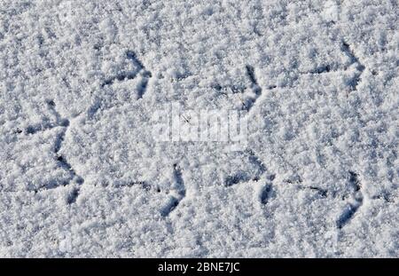 Birkhuhn (Tetrao / Lyurus tetrix) Fußabdrücke auf Schnee, Utajarvi, Finnland, April. Stockfoto