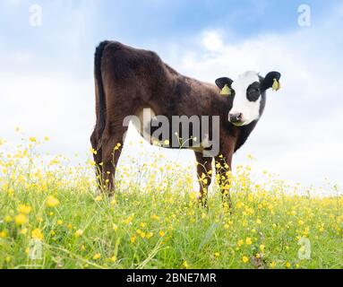 Schwarz-weißes Kalb in blühender Frühlingswiese voller gelber Butterblumen Stockfoto