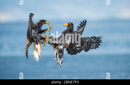 Stellers Seeadler (Haliaeetus pelagicus) zwei subadults kämpfen in der Luft, Shiretoko Halbinsel, Hokkaido, Japan Stockfoto