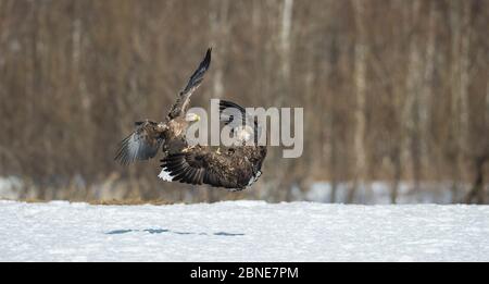 Zwei Seeadler (Haliaeetus albicilla) kämpfen, Hokkaido, Japan. März. Stockfoto