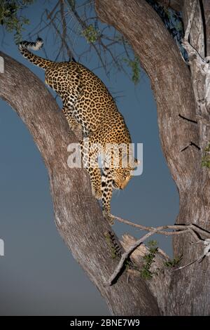 Leopard (Panthera pardus) junger Mann, der Ast hinunter läuft, Khwai River, Botswana. Stockfoto
