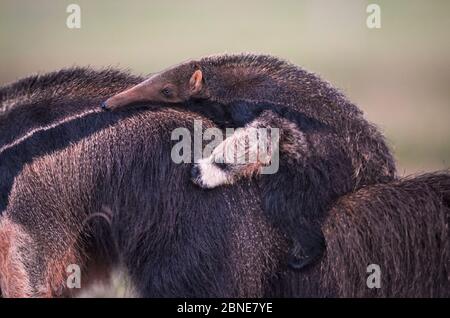 Riesenanteater (Myrmecophaga tridactyla), der mit seinem Baby auf dem Rücken läuft. Pantanal, Brasilien. Stockfoto