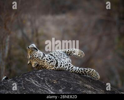 Leopard (Panthera pardus) Männchen rollt auf einem Felsen. Greater Kruger National Park, Südafrika, Juli. Stockfoto