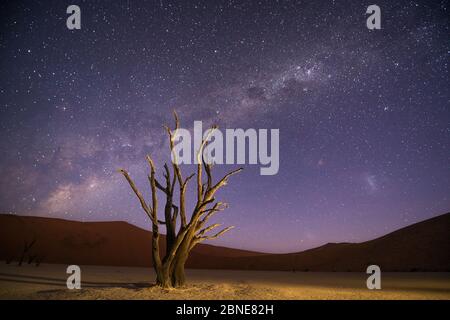Alten toten Camelthorn Bäume (Vachellia erioloba) mit roten Dünen und die Milchstraße hinter, Namibwüste, Sossusvlei, Namibia. Composite. Stockfoto