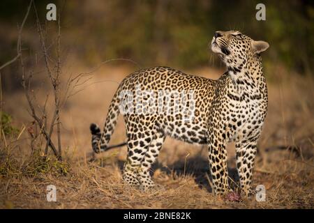 Leopard (Panthera pardus) Männchen schaut auf seinen Kill im Baum. Greater Kruger National Park, Südafrika, Juli. Stockfoto