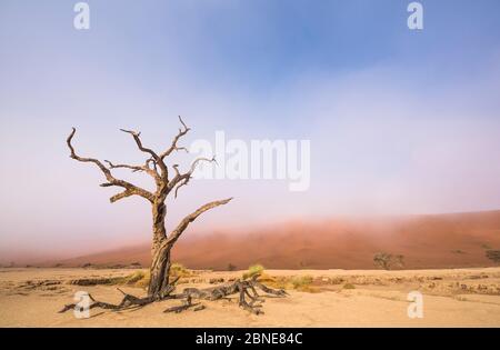 Alten toten Camelthorn Baum (Vachellia erioloba) Bäume mit roten Dünen, Wüste Namib, Deadvlei, Sossusvlei, Namibia. August 2015. Stockfoto