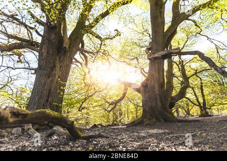 Zauberhafter landschaftlich reizvoller Wald, mit der Sonne, die ihr warmes Licht durch das Laub wirft. Natürlicher Hintergrund. Reinhardswald - deutschland Stockfoto