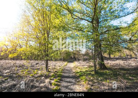 Pfad in malerischen Wald, mit der Sonne wirft ihr warmes Licht durch das Laub. Reinhardswald - deutschland Stockfoto