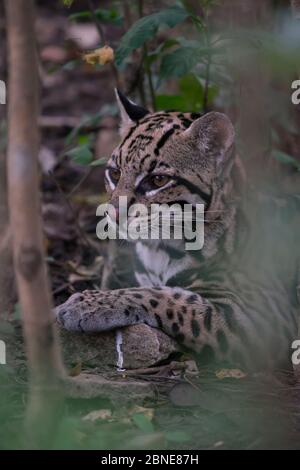 Ozelot (Felis Pardalis) Pantanal, Brasilien. Stockfoto