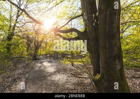 Pfad in malerischen Wald, mit der Sonne wirft ihr warmes Licht durch das Laub. Reinhardswald - deutschland Stockfoto