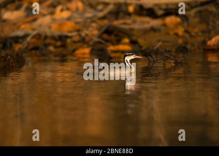 Sungrebe (Heliornis fulica) Schwimmen, Pantanal, Brasilien. Stockfoto