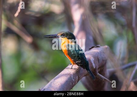 Amerikanischer Pygmäen-Eisvogel (Chloroceryle aenea) Pantanal, Brasilien. Stockfoto