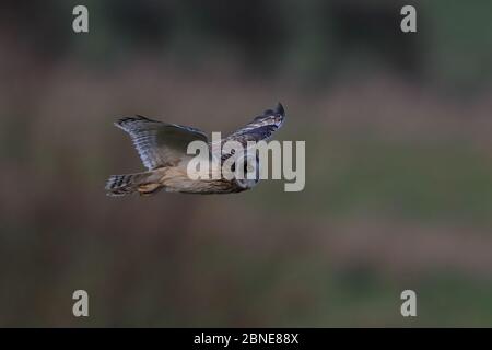 Sumpfohreule Jagd Stockfoto