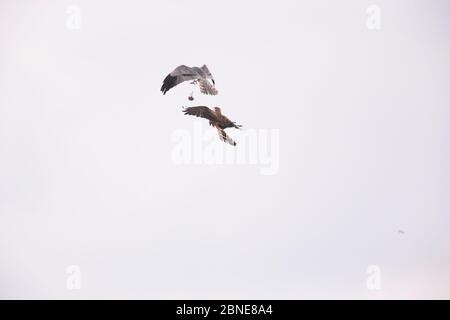 Montagu's Weihe (Circus pygargus) Männchen, das Futter mitten in der Luft an Weibchen weitergibt, um sich an Küken zu ernähren, Deutschland. Juli. Beute sichtbar Stockfoto