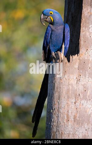 Hyazinthara (Anodorhynchus hyacinthinus) thront, Pantanal, Brasilien. Stockfoto