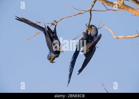 Hyazintharas (Anodorhynchus hyacinthinus), die auf Ästen spielen, Pantanal, Brasilien. Stockfoto