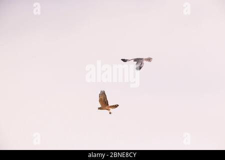 Montagu Harrier (Circus Pygargus) männlich vorbei an Essen mitten in der Luft, Weiblich, Küken, Deutschland zu ernähren. Juli. Stockfoto