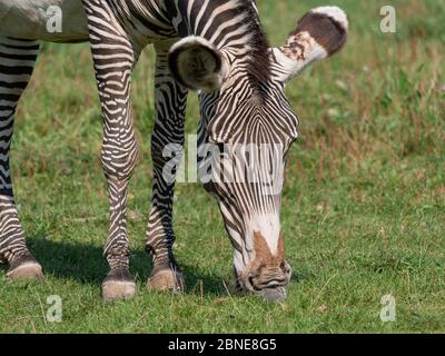 Afrikanische schönen zebra Essen frische grüne Gras. Stockfoto
