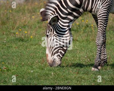 Afrikanische schönen zebra Essen frische grüne Gras. Stockfoto