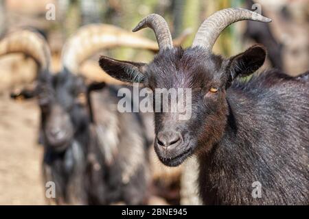 Der Kopf einer Ziege Stockfoto