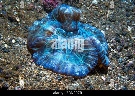 Offene / gefaltete Hirnkoralle (Trachyphyllia geoffroyi) die lebendigen Farben werden durch Zooxanthellae verursacht. Lembeh Strait, Sulawesi, Indonesien. Stockfoto