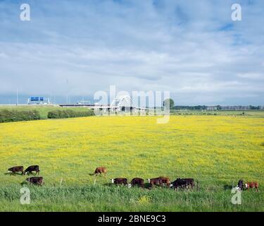 Kälber in der gelben Butterblumenwiese bei der Brücke über den Fluss Lek in holland Stockfoto