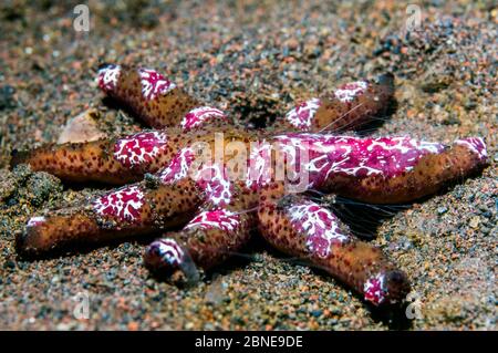 Seesterne Kamm Gelee (Coeloplana astericola) auf Armen eines Luzon / Orange Seesterne (Echinaster luzonicus) Indonesien. Stockfoto