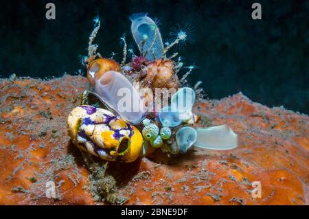 Seegröte: Goldenes Seegröte (Polycarpa aurata) und Blaues Klubtunikat (Rhopalaea crassa) Lembeh, Sulawesi, Indonesien. Stockfoto