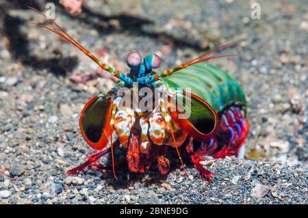 Pfauenmantis Garnelen (Odontodactylus scylarus) Lembeh Strait, Sulawesi, Indonesien. Stockfoto