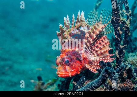 Kurzflossen-Löwenfisch (Dendrochirus brachypterus) auf Schwamm. Lembeh Strait, Sulawesi, Indonesien. Stockfoto