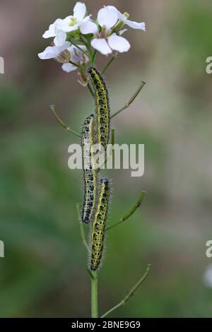 Raupenlarven von großen weißen Schmetterlingen (Pieris brassicae) Fütterung von Knoblauch Senf (Allaria petiolata), Provence, Frankreich, November Stockfoto