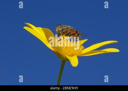 Die Bandaugen-Fliege (Eristalinus taeniops) füttert sich an der Euryops-Blüte (Euryops pectinatus) in einem Garten. Provence, Frankreich, November Stockfoto