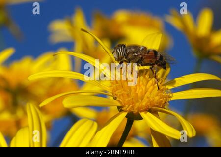 Bandaugen-Drohnenfliege (Eristalinus taeniops), die sich von der Euryops-Blume (Euryops pectinatus) in einem Garten ernährt. Provence, Frankreich, November Stockfoto