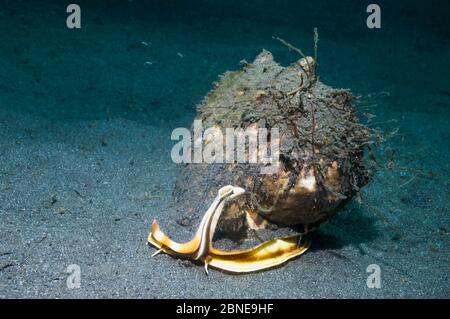 Helmschale (Cassis cornuta) auf dem Meeresboden Lembeh Strait, Sulawesi, Indonesien. Stockfoto