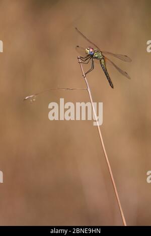 Rotaderbärtnerich (Sympetrum fonscolombii), die auf trockenem Gras im Garten, Provence, Frankreich, September Stockfoto