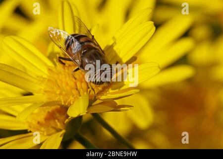 Bandaugen-Drohnenfliege (Eristalinus taeniops), die sich von der Euryops-Blume (Euryops pectinatus) in einem Garten ernährt. Provence, Frankreich, November Stockfoto