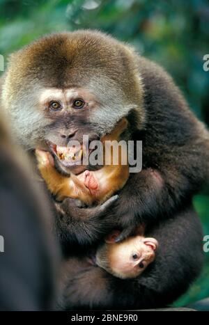 Tibetischer Makake (Macaca thibetana) Männchen, das das Baby kopfüber hält, Emei Berg, Sichuan, China. Stockfoto