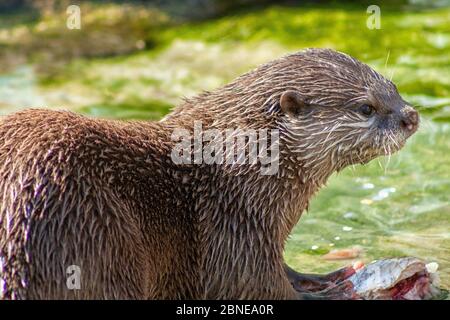 Ein kleiner Otter frisst seine Beute Stockfoto