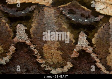 Gabunviper (Bitis gabonica) Nahaufnahme der Haut, getötet während der Jagd von Baka-Leuten, Südostkamerun, Juli 2008. Stockfoto