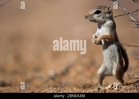 Harris' Antilopenhörnchen (Ammospermophilus harrisii), wachsam auf den Hinterbeinen stehend, Vizcaino Desert, Baja California, Mexiko, Mai. Stockfoto