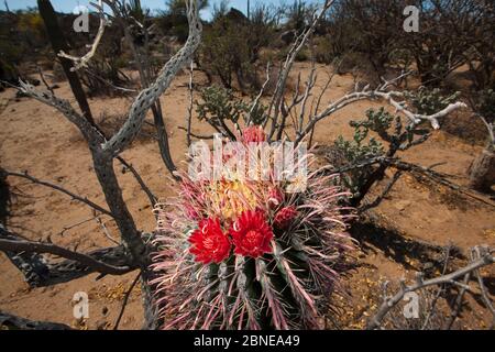 Fischhaken Fass Kaktus (Ferocactus wislizeni) in Blüte, Vizcaino Wüste, Baja California, Mexiko, Mai. Stockfoto