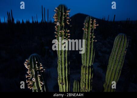 Elefantenkaktus (Pachycereus pringlei) blühend in der Nacht, kurz vor Sonnenaufgang, Vizcaino Wüste, Baja California, Mexiko, Mai. Stockfoto