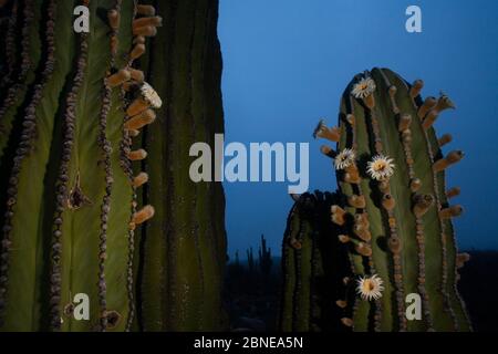 Elefantenkaktus (Pachycereus pringlei) mit Blumen, die kurz vor Sonnenaufgang geöffnet sind, Vizcaino Wüste, Baja California, Mai. Stockfoto