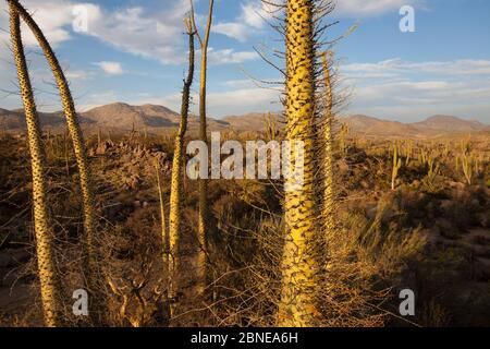 Boojum Bäume (Fouquieria columnaris) Vizcaino Wüste, Baja California, Mexiko, Mai. Stockfoto