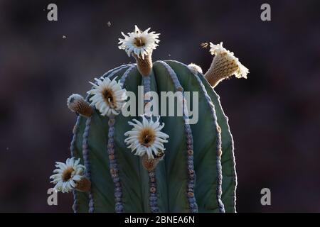 Elefantenkaktus (Pachycereus pringlei) in Blüte mit Bienen auf der Suche nach Pollen, Vizcaino Wüste, Baja California, Mexiko, April. Stockfoto